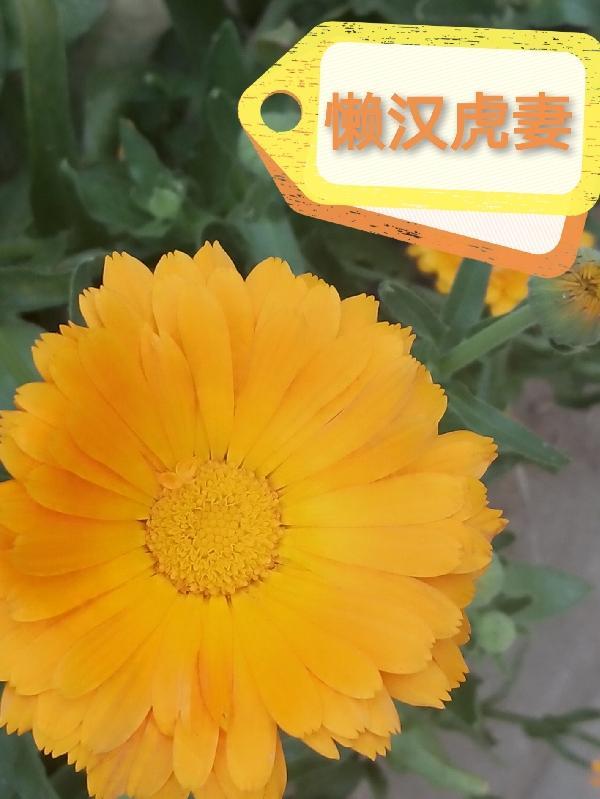 懒汉娶好妻